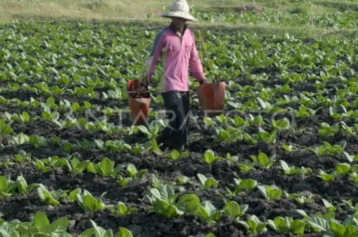 Tembakau dan Garam Jadi Prioritas, Bupati Sumenep Siapkan Langkah Strategis