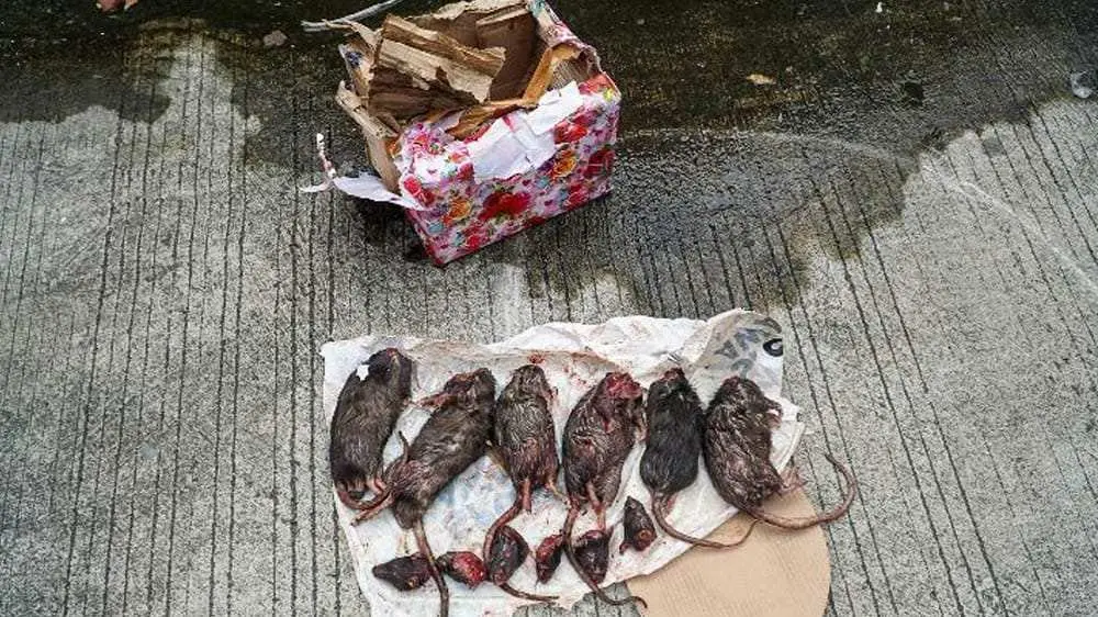 Tempo Kembali Mendapat Kiriman Bangkai Hewan, Kali ini Tikus yang Dipenggal