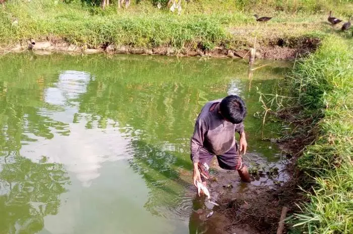 Curah Hujan Minim dan Saluran Irigasi Tidak Terawat, Petani Ikan di Kawasan Minapolitan Dibayang-bayangi Kerugian