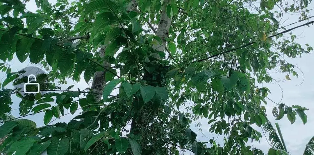 Khawatirkan Kabel Listrik yang Semrawut di Pohon, Warga Perum Griya Ayu Indramayu Minta PLN Bertindak Cepat