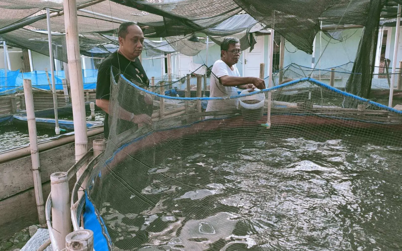 Bantu Pemda Atasi Stunting, IWO Kabupaten Indramayu Kembangkan Usaha Budidaya Ikan Lele Dumbo dan Nila