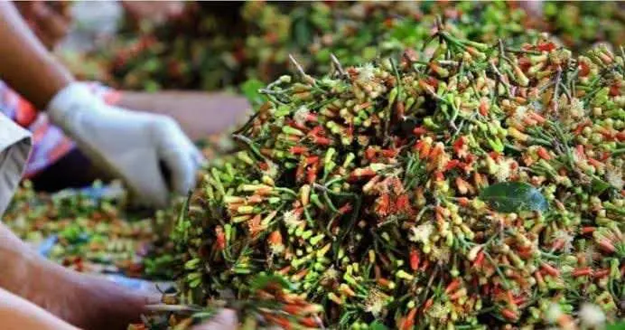 Kabupaten Sumenep Berpotensi jadi Kebun Penghasil Cengkeh Berkualitas