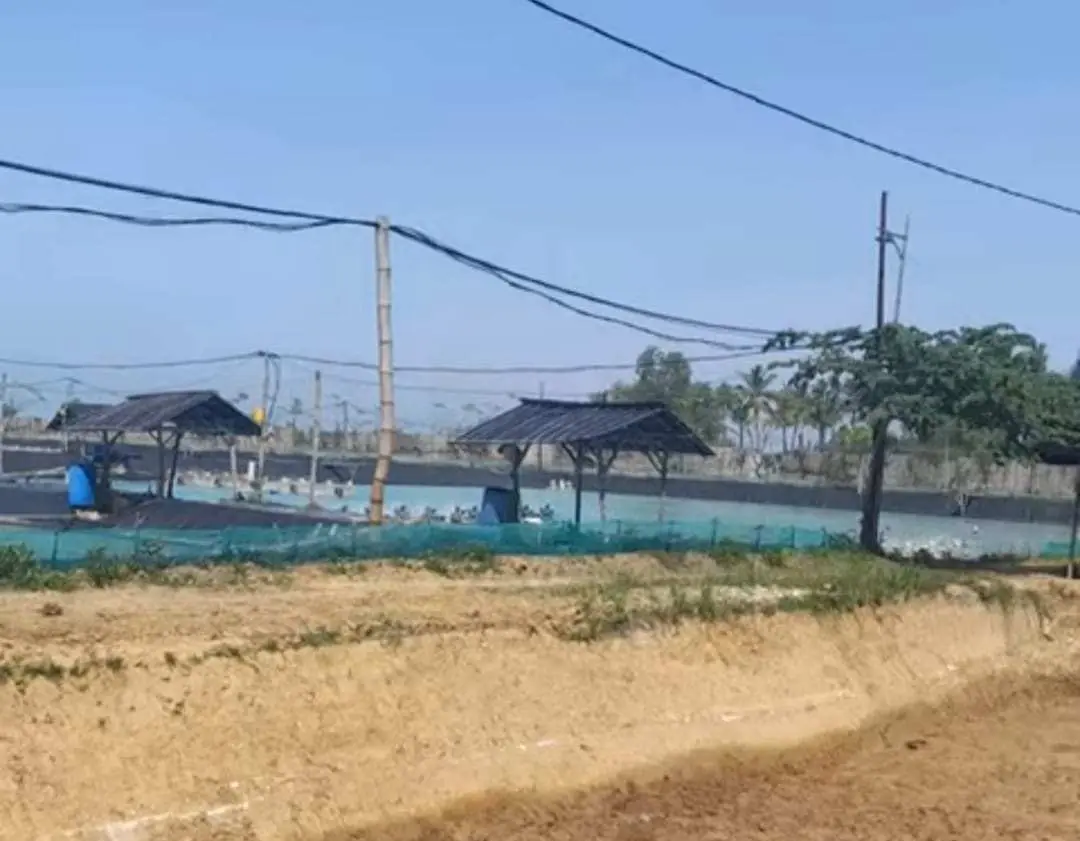 Puluhan Tambak Udang di Sumenep Sudah Memiliki Izin Resmi dari DPMPTSP