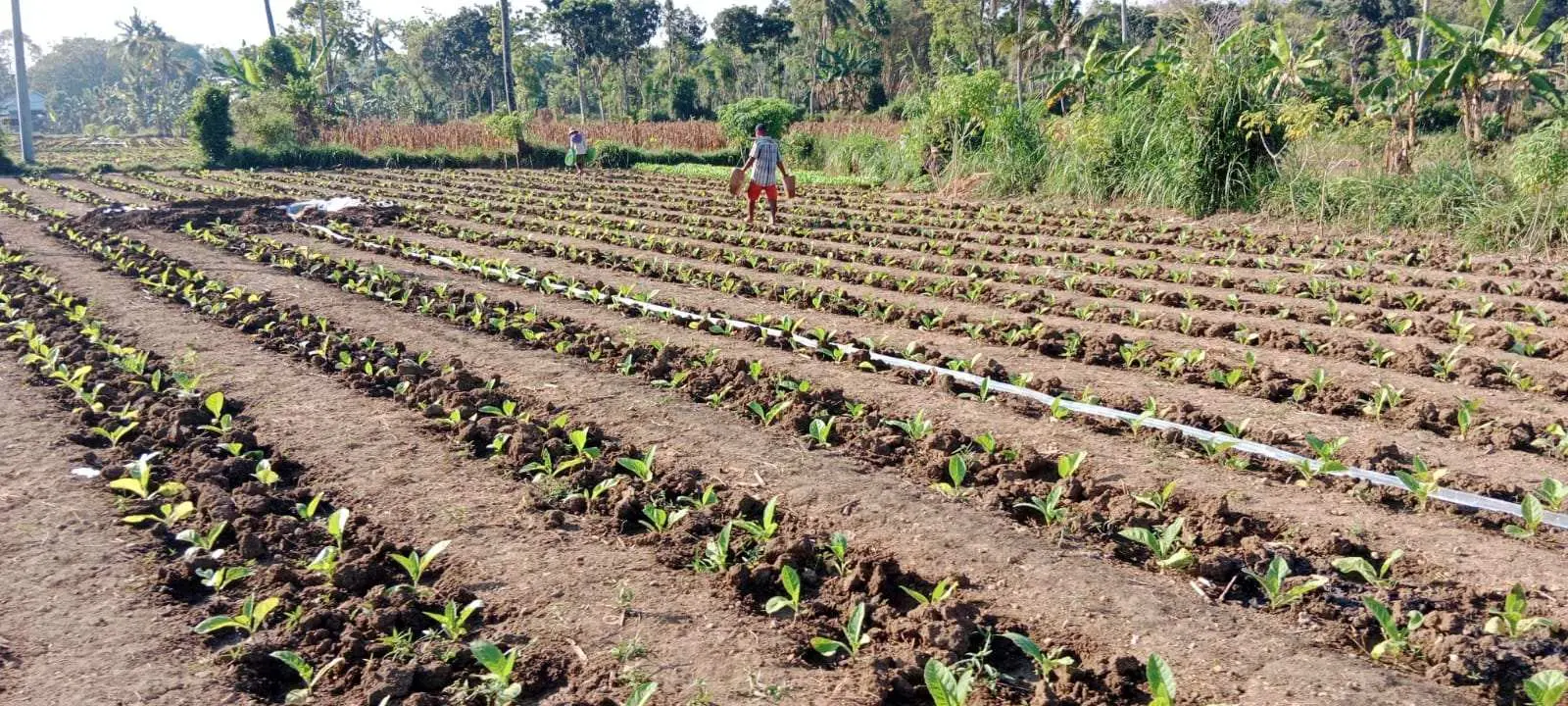Dinas Pertanian Sumenep Dorong Petani Tembakau Lakukan Penerapan Praktik Pertanian Terukur dan Berkelanjutan