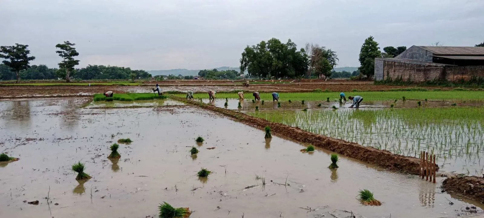 Dinas Pertanian Minta Petani Padi di Sumenep Lakukan Koordinasi dengan PPL Demi Wujudkan Reformasi Sistem Pertanian