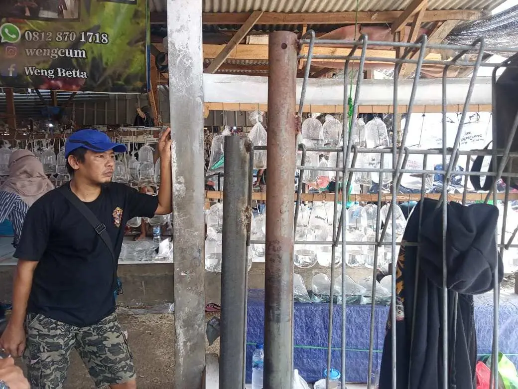 Gabus Hias Masih Jadi Primadona di Pasar Ikan Hias Parung Bogor