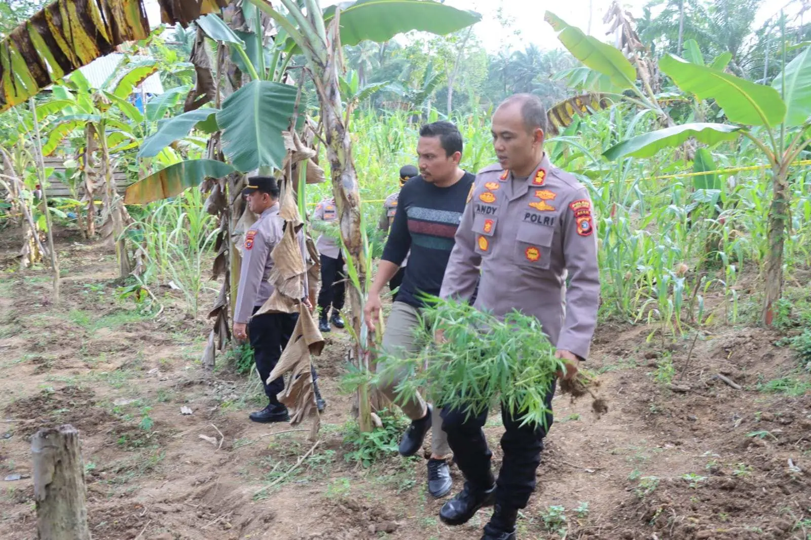 Ratusan Batang Tanaman Ganja Ditemukan di Kebun Warga, Saat ini Ditangani Polres Aceh Timur