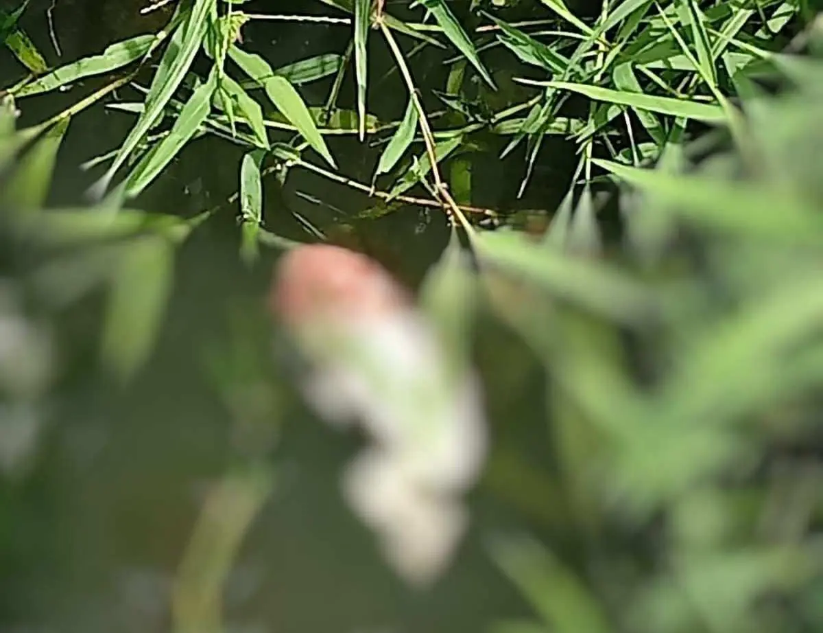 Penemuan Jasad Janin Bayi di Parung Panjang Bogor dalam Penyelidikan Polisi