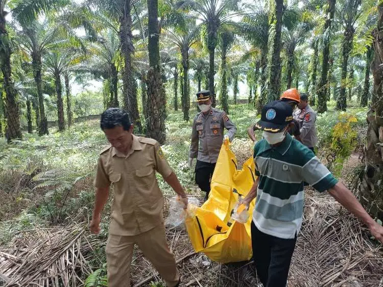 Warga Perkebunan Sawit di Cigudeg Bogor Dikejutkan atas Penemuan Sesosok Mayat Pria Tanpa Identitas