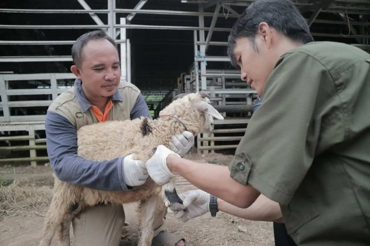 Catat! Harga Terkini Hewan Kurban Jelang Idul Adha 1443 H, dari Kambing hingga Sapi