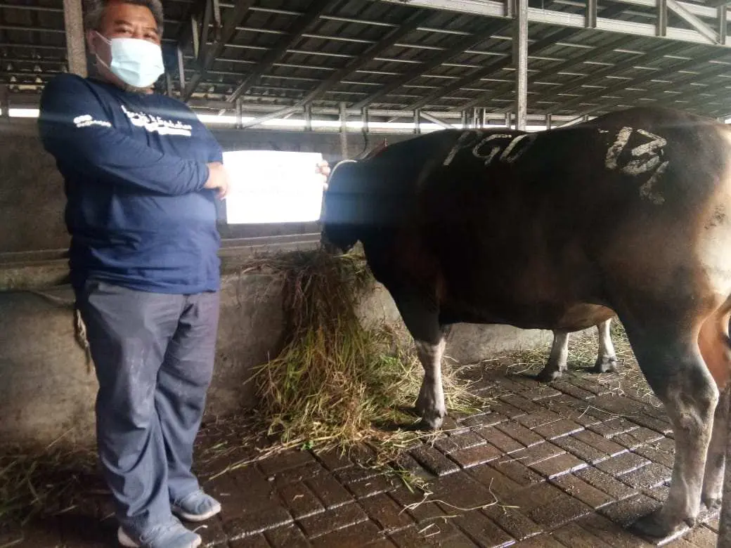 Peringati Idul Adha 1442 H, PT. Pegedaian Persero Berkurban 8 Ekor Sapi dan 12 Ekor Kambing