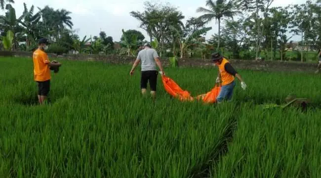 Warga Ciampea Udik Bogor Digegerkan Penemuan Sesosok Mayat Tewas Tergeletak di Tepi Sawah
