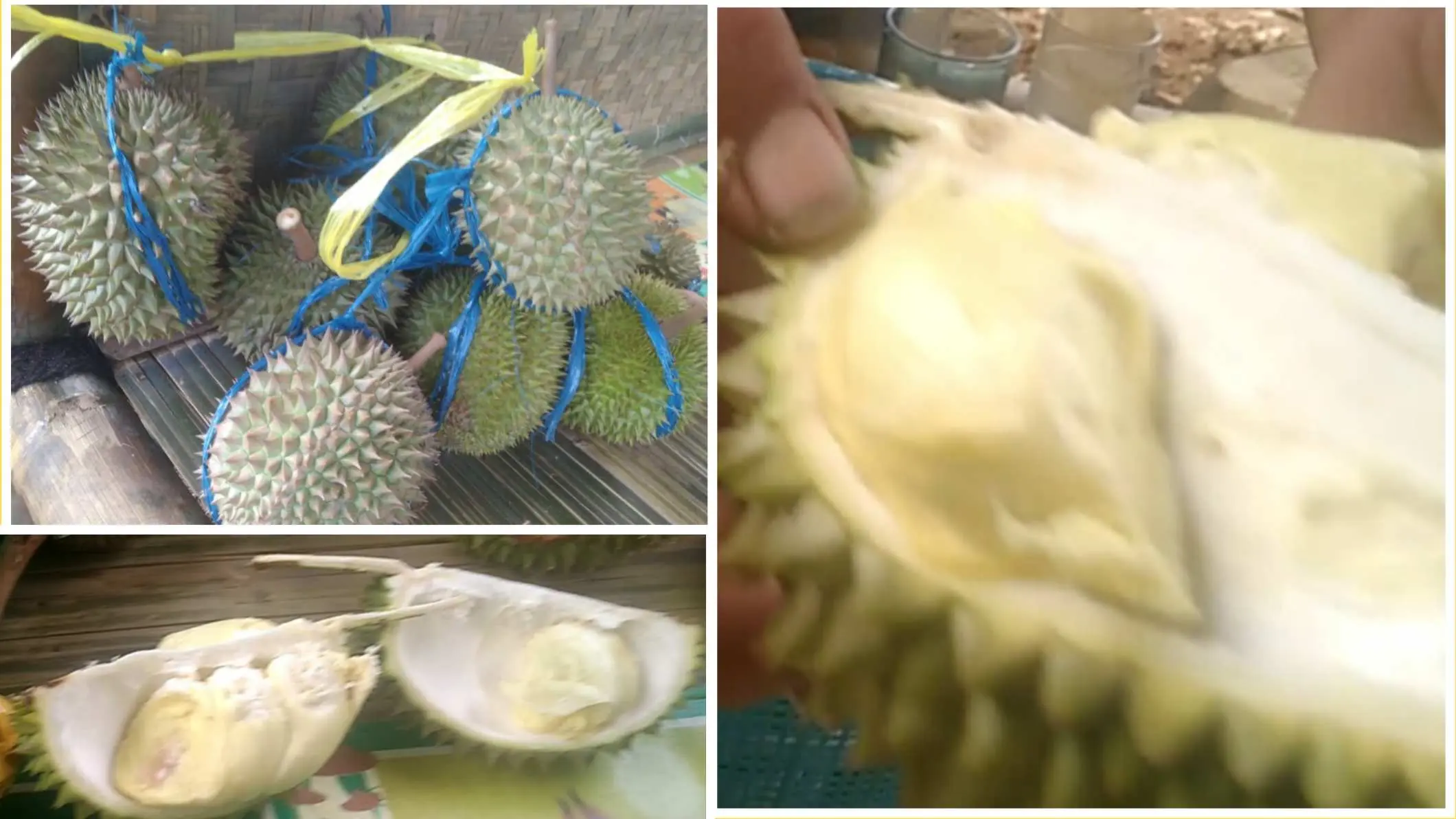 Seru, Jalan Panjang Berburu Durian Si Kunir di Rumpin