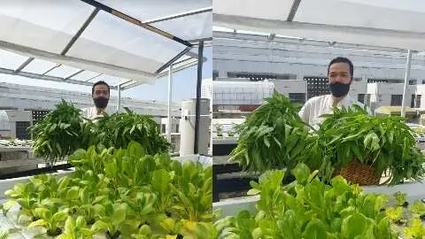 THE 1O1 Bogor Suryakancana Ubah Rooftopnya Jadi Kebun Hydroponik