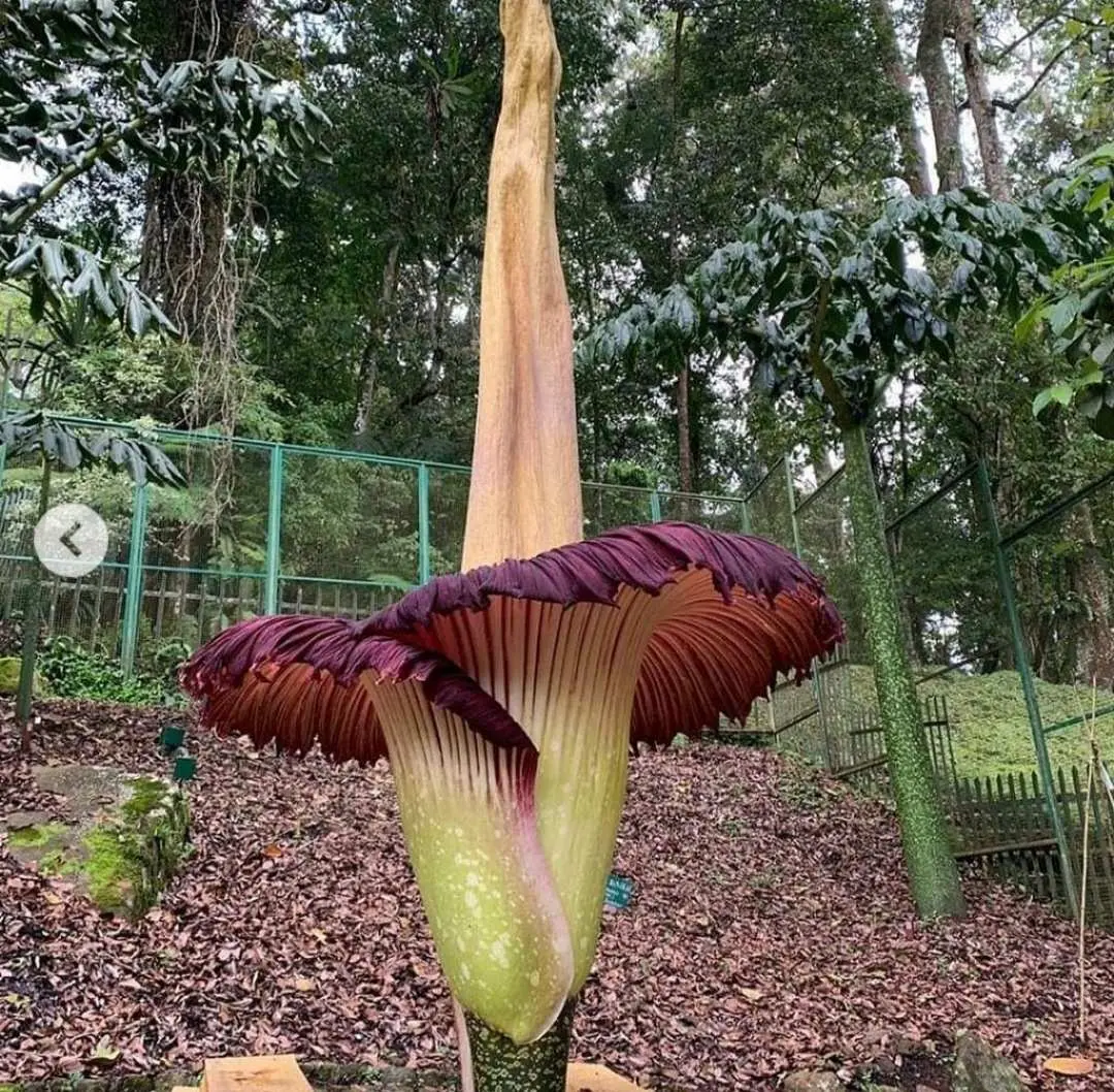 Bunga Bangkai Mekar Kembali di Kebun Raya Cibodas
