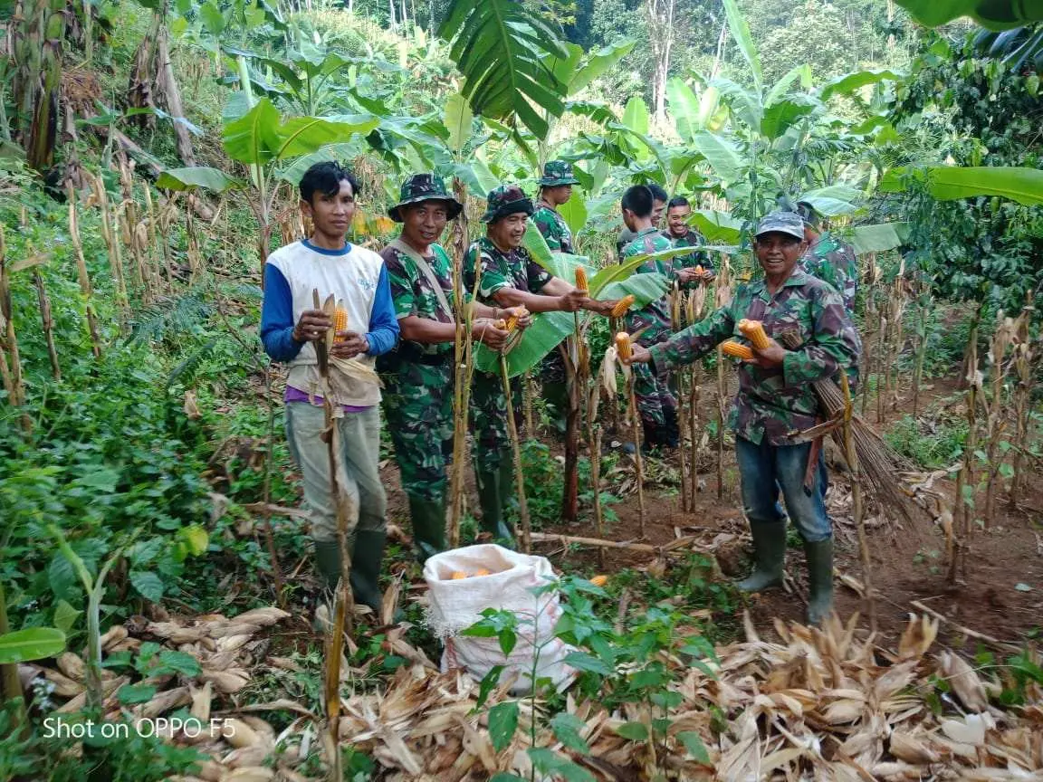 Kebersamaan Satgas TMMD 107 Kodim 0608/Cianjur Saat Bantu Warga Panen Jagung