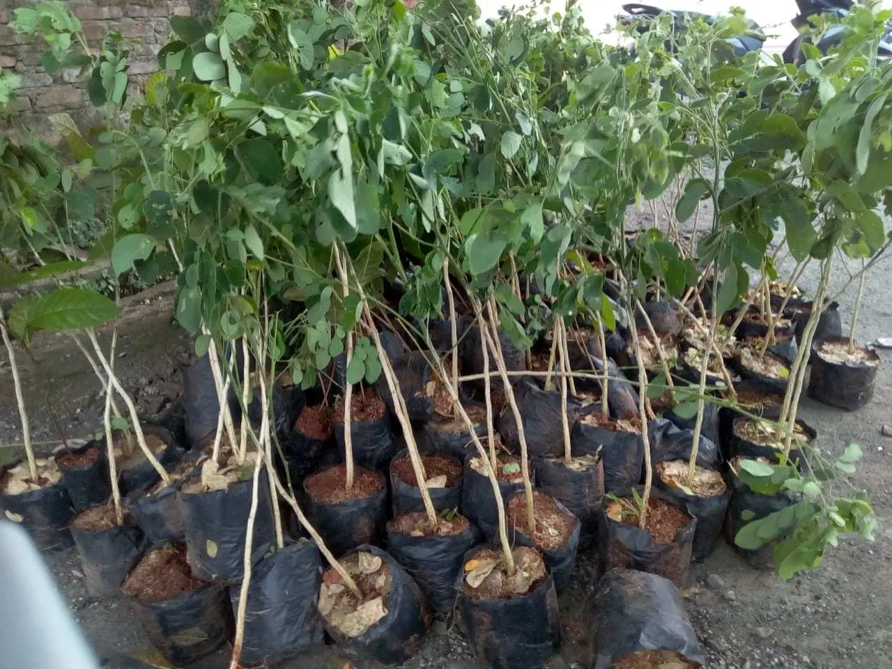 Dukung Program Gubernur Jabar, ASN SMAN 1 Bungursari Sumbang 250 Bibit Pohon