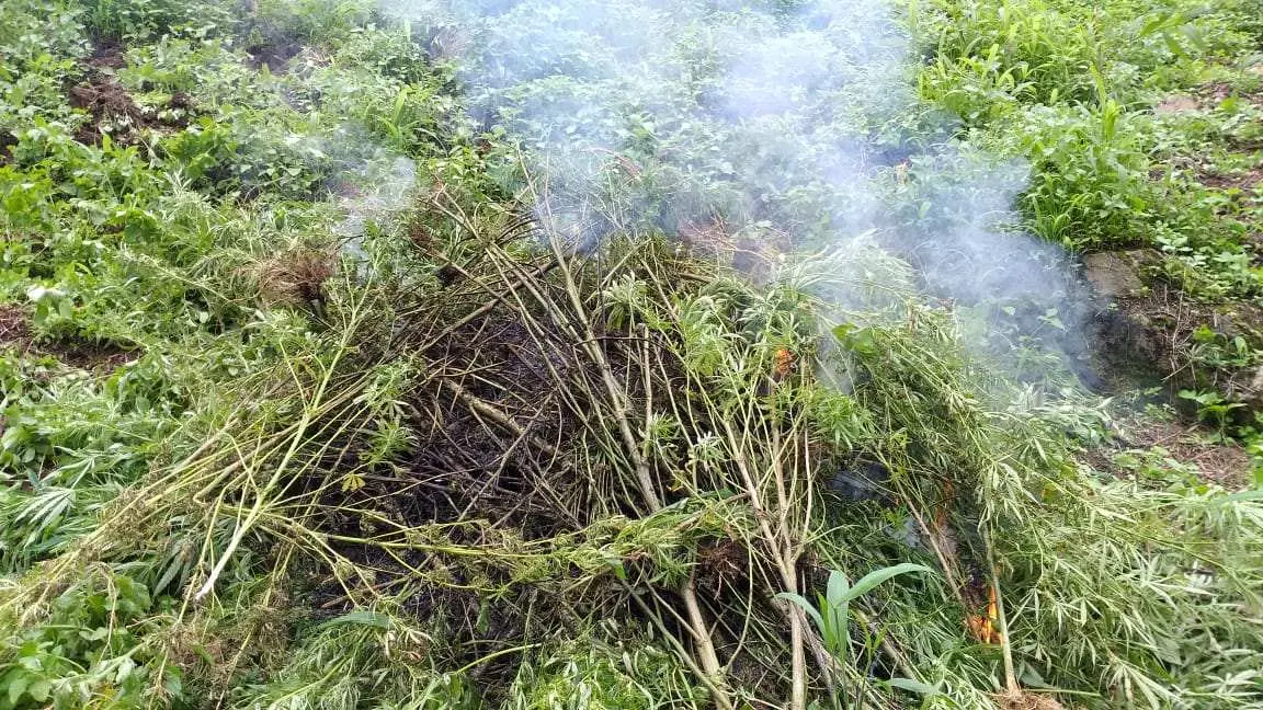 Pemusnahan 5 Hektar Ladang Ganja di Pegunungan Simpang Pahu, Ini Penjelasan Kapolres Madina