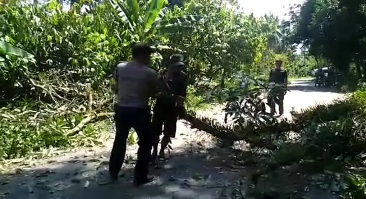 Bhabinkamtibmas Polsek Panyabungan Singkirkan Pohon Tumbang dari Tengah Badan Jalan