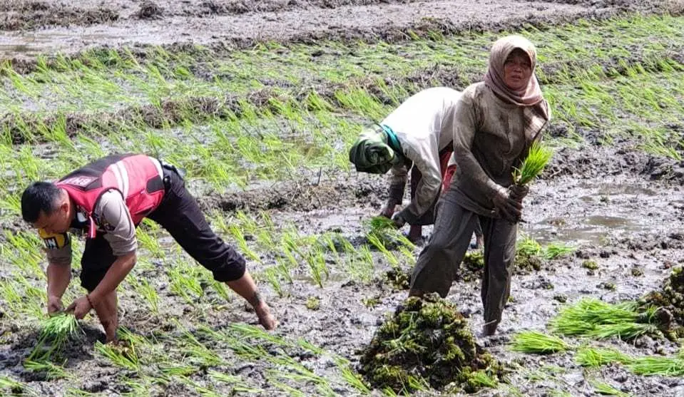 Berpakaian Dinas Lengkap, Bripka Didi Hartadi Turun ke Sawah Bantu Petani Menanam Padi